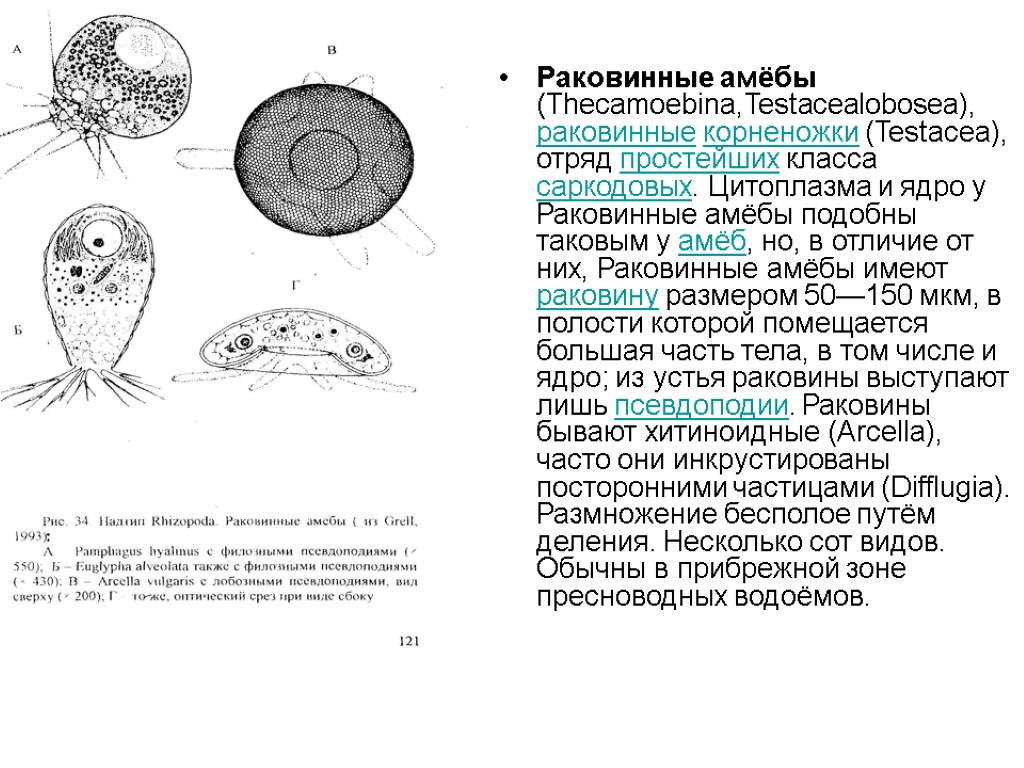 Раковинные амёбы (Thecamoebina,Testacealobosea), раковинные корненожки (Testacea), отряд простейших класса саркодовых. Цитоплазма и ядро у